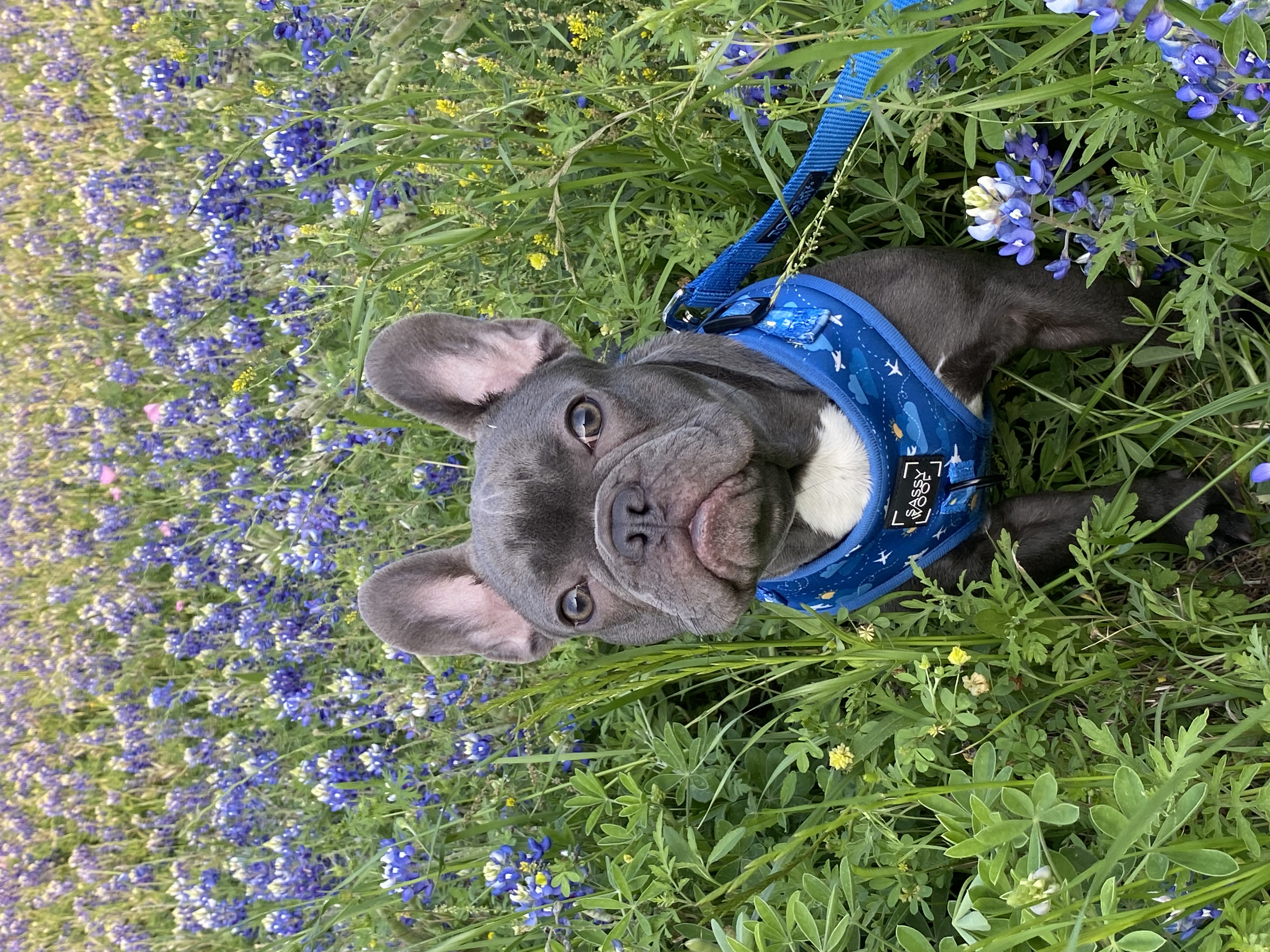 Beautiful French Bulldogs in Houston, Texas